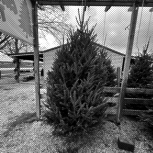 Christmas tree at Creekside Garden & Nursery
